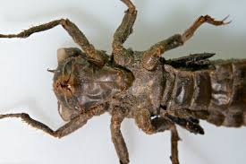 Attēlu rezultāti vaicājumam “Scardia boletella exuvia”