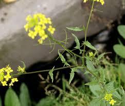 Attēlu rezultāti vaicājumam “Sisymbrium loeselii flower”