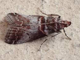 Attēlu rezultāti vaicājumam “Acrobasis advenella”