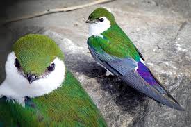 「綠羽毛」的圖片搜尋結果