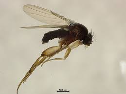 Attēlu rezultāti vaicājumam “Phoridae”