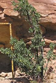 Attēlu rezultāti vaicājumam “Lycogala persicum”