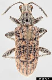 Attēlu rezultāti vaicājumam “Rhagium inquisitor”