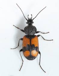 Attēlu rezultāti vaicājumam “Panagaeus cruxmajor”