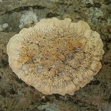 Attēlu rezultāti vaicājumam “Phlebia serialis”