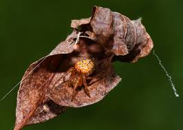 Attēlu rezultāti vaicājumam “Aranei exuvia”