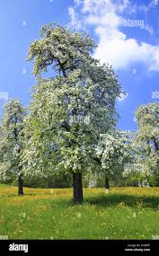 Attēlu rezultāti vaicājumam “Pyrus”