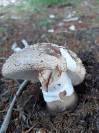Attēlu rezultāti vaicājumam “Amanita excelsa”