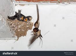Attēlu rezultāti vaicājumam “Hirundo rustica nest”
