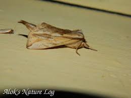 Attēlu rezultāti vaicājumam “Notodontidae”