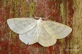 Attēlu rezultāti vaicājumam “Cabera exanthemata male”