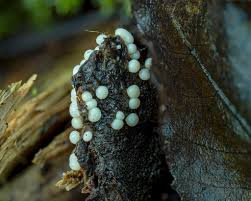 Attēlu rezultāti vaicājumam “Trichia crateriformis macro”