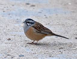 Image result for Emberiza cia