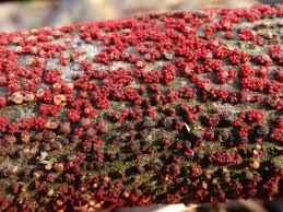 Attēlu rezultāti vaicājumam “Neonectria coccinea”