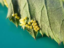 Attēlu rezultāti vaicājumam “Abraxas grossulariata pupa”