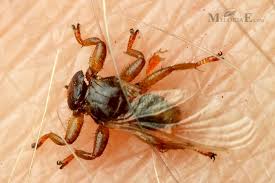 Attēlu rezultāti vaicājumam “Lipoptena cervi”