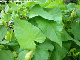 Attēlu rezultāti vaicājumam “Calystegia sepium leaf”