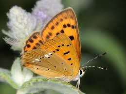 Attēlu rezultāti vaicājumam “Lycaena virgaureae”