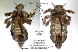 Attēlu rezultāti vaicājumam “Pediculus humanus capitis”