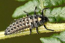 Attēlu rezultāti vaicājumam “Anatis ocellata”