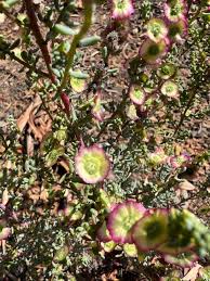 Attēlu rezultāti vaicājumam “Chenopodiaceae”