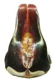 Attēlu rezultāti vaicājumam “Liocola lugubris”