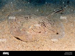 Image result for Raja straeleni