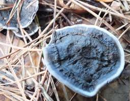 Attēlu rezultāti vaicājumam “Phellodon niger”