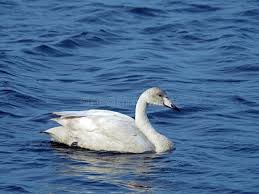 Attēlu rezultāti vaicājumam “Cygnus cygnus juvenile”