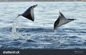 Image result for Mobula thurstoni