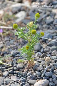 Attēlu rezultāti vaicājumam “Matricaria discoidea flower”