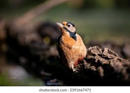 Attēlu rezultāti vaicājumam “Dendrocopos minor male”