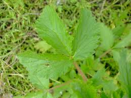 Attēlu rezultāti vaicājumam “Potentilla norvegica leaf”
