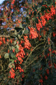 Attēlu rezultāti vaicājumam “Berberis vulgaris flower”