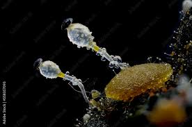 Attēlu rezultāti vaicājumam “Pilobolus crystallinus”