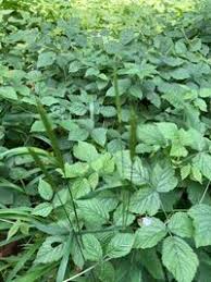 Attēlu rezultāti vaicājumam “Hordelymus europaeus fruit”