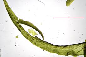 Attēlu rezultāti vaicājumam “Oxystegus tenuirostris”