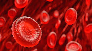 Image result for blood