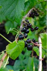 Attēlu rezultāti vaicājumam “Ribes nigrum leaf”