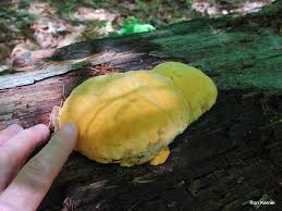 Attēlu rezultāti vaicājumam “Hapalopilus croceus”