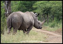 Image result for Rhyl Rhinos