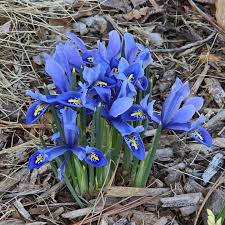 Attēlu rezultāti vaicājumam “Iris reticulata”