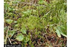 Attēlu rezultāti vaicājumam “Polytrichales”