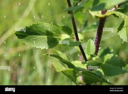 Attēlu rezultāti vaicājumam “Ononis arvensis bud”