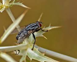 Attēlu rezultāti vaicājumam “Sarcophaga carnaria”