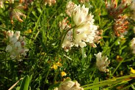 Attēlu rezultāti vaicājumam “Anthyllis vulneraria”