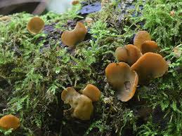 Attēlu rezultāti vaicājumam “Chlorencoelia versiformis”