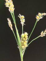 Attēlu rezultāti vaicājumam “Luzula multiflora fruit”