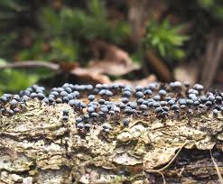 Attēlu rezultāti vaicājumam “Didymium verrucisporum spores”