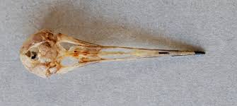 Attēlu rezultāti vaicājumam “Phalaropus lobatus”